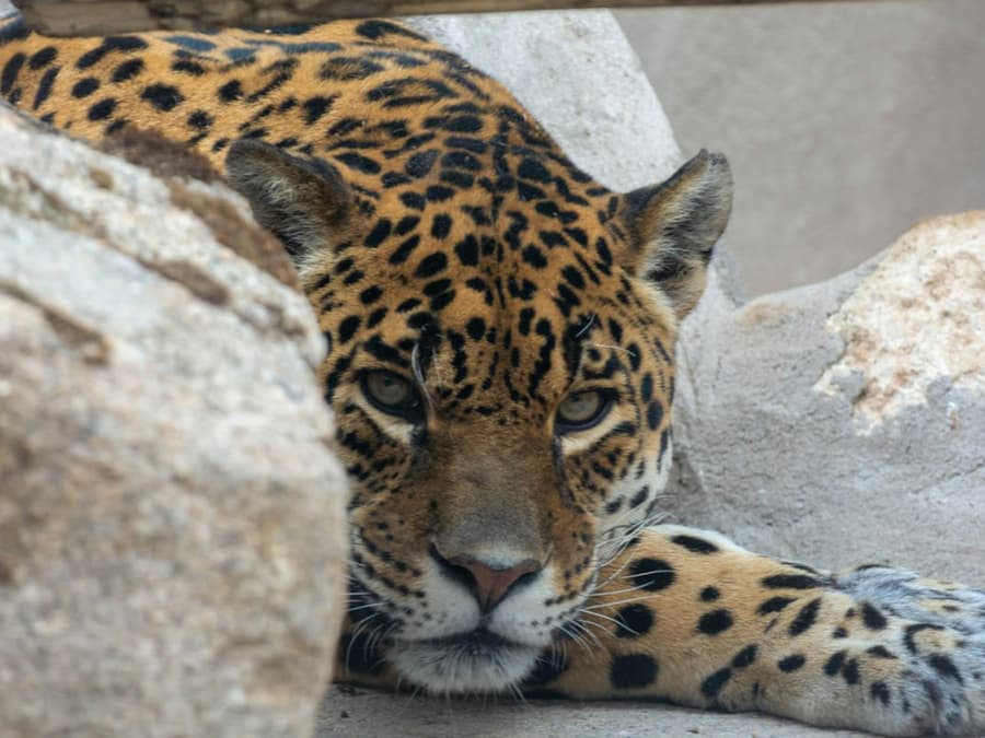 Zoo Koki: Entry Ticket
