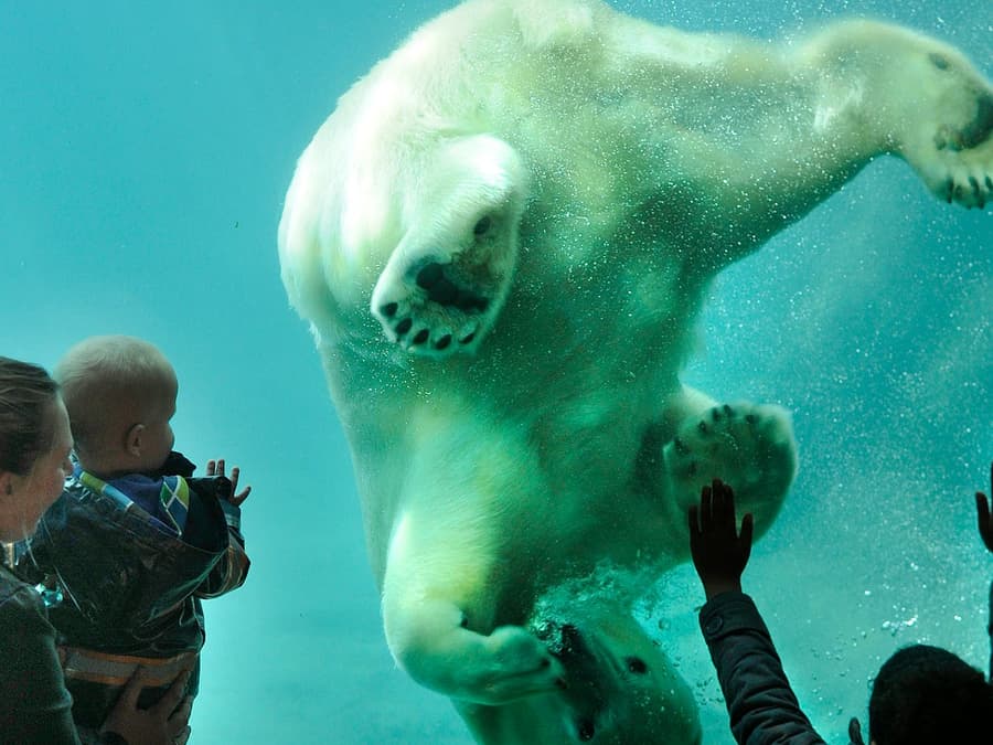 Blijdorp Rotterdam Zoo: Skip The Line Ticket