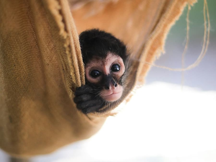 Akumal Monkey Sanctuary & Rescued Animals: Guided Tour