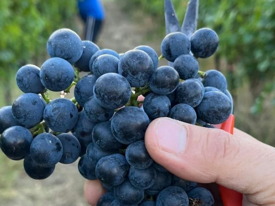 Tenuta La Viola: Guided Tour and Wine Tasting