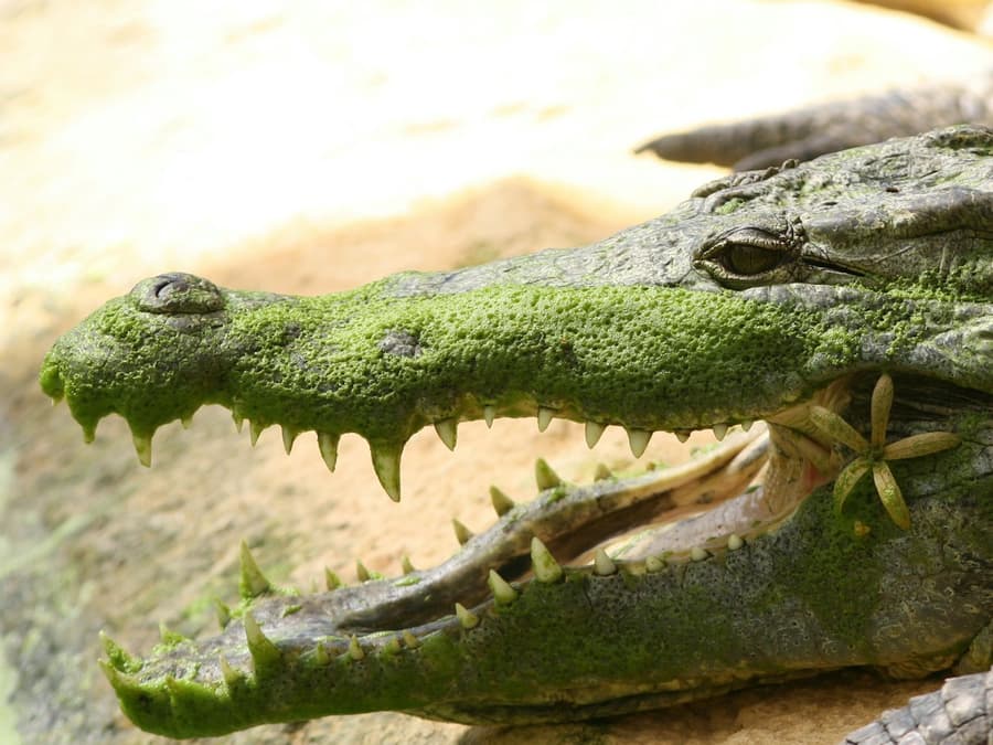 La Ferme aux Crocodiles: Entry Ticket