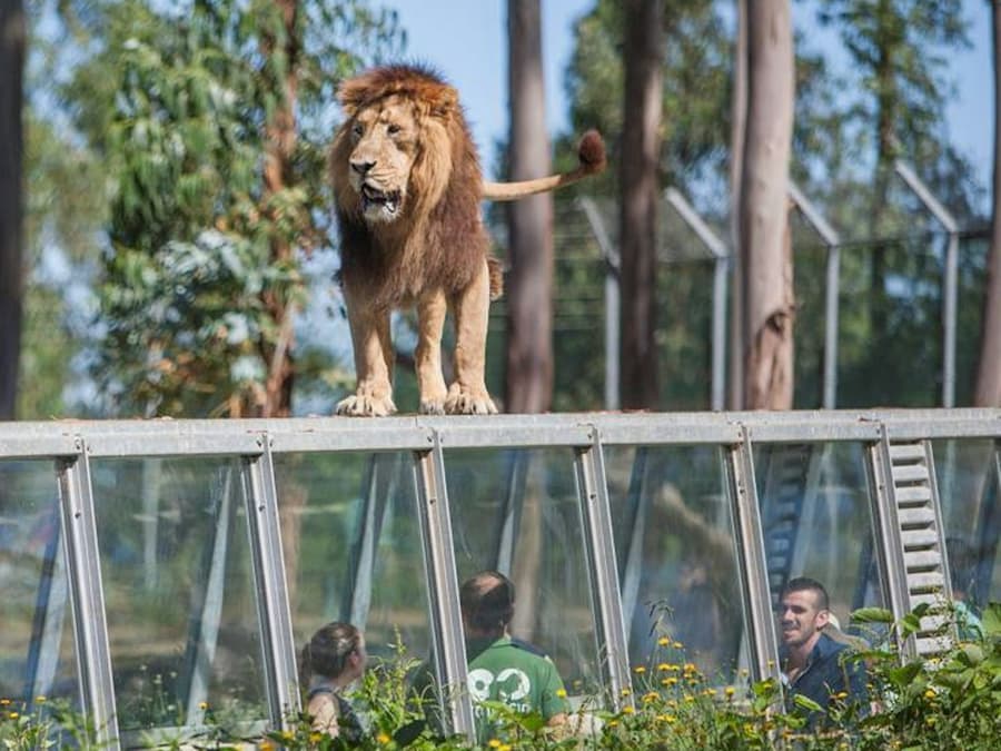 Zoo Santo Inácio: Skip The Line Ticket