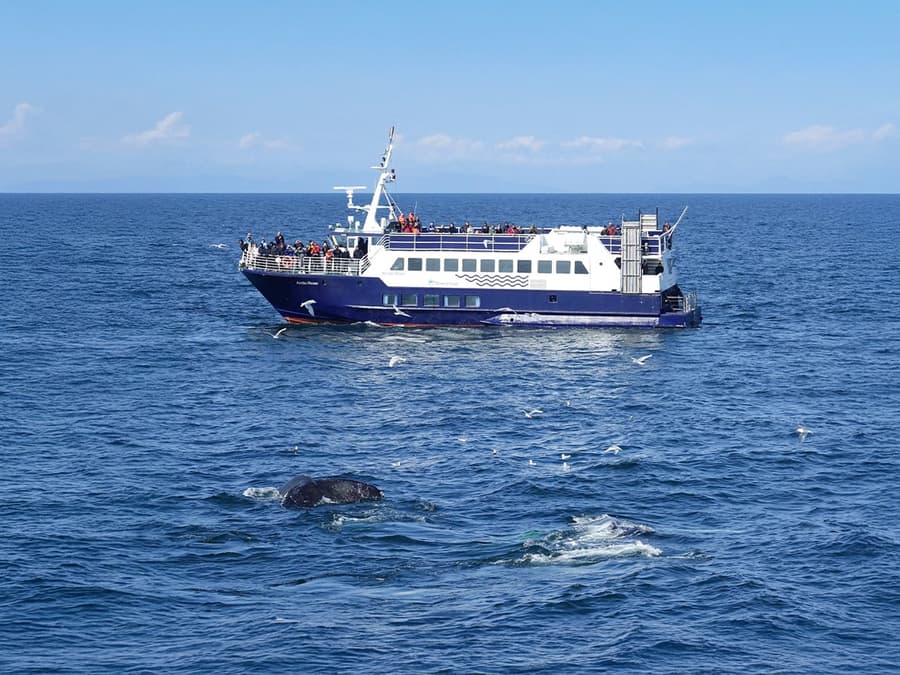 Reykjavik: Whale Watching Boat Tour