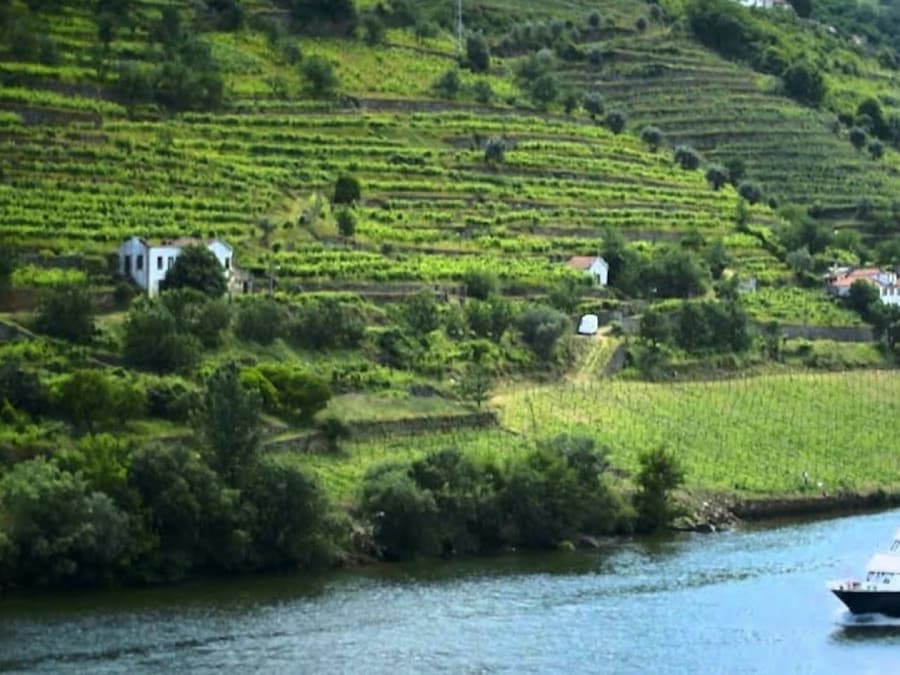 Douro Valley: Cruise + Breakfast, Lunch & Wine from Porto