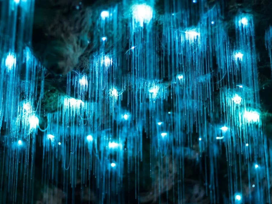 Tamborine Mountain: Hop-on Hop-off Bus Tour + Glow Worm Caves