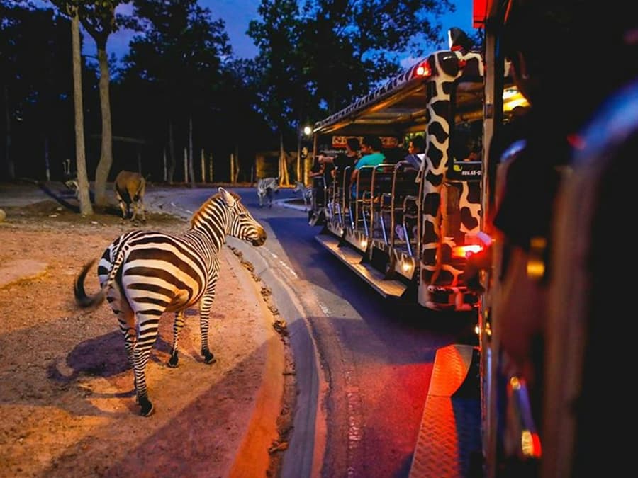 Chiang Mai Night Safari Tickets: Non Thai Residents