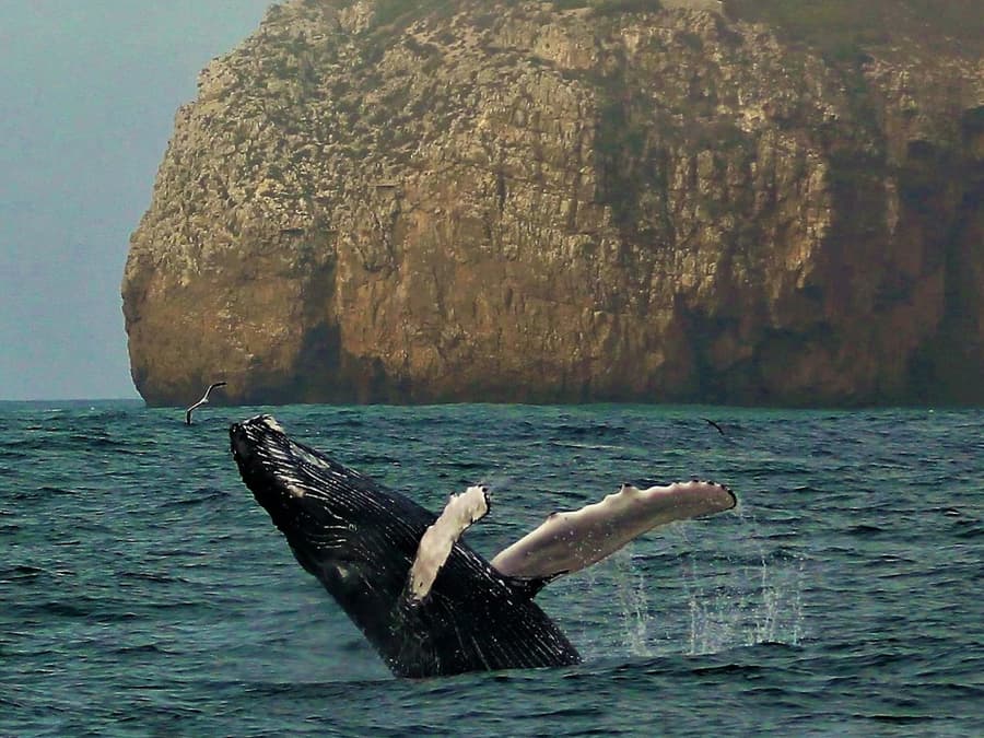 Sagres: Guided Wildlife Adventure Tour