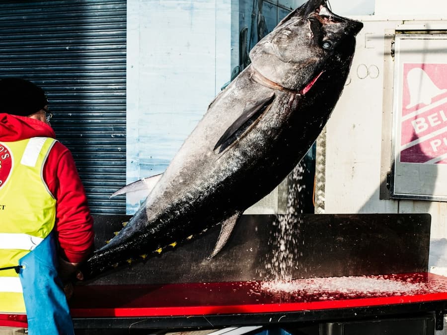 Sydney Fish Market: Behind-the-Scenes Auction Floor Tour
