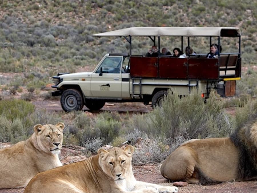 Aquila Private Game Reserve: Lawatan Safari Kumpulan Kecil + Makan Tengahari + Pengangkutan