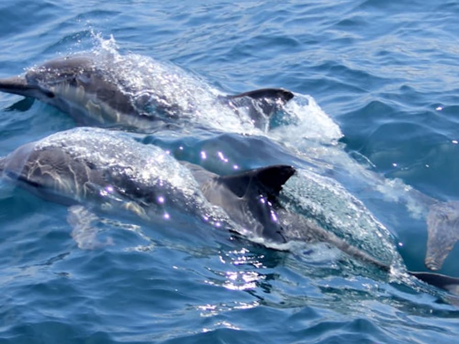 Marsa Alam: Sataya Dolphin House Snorkel Tour + Lunch