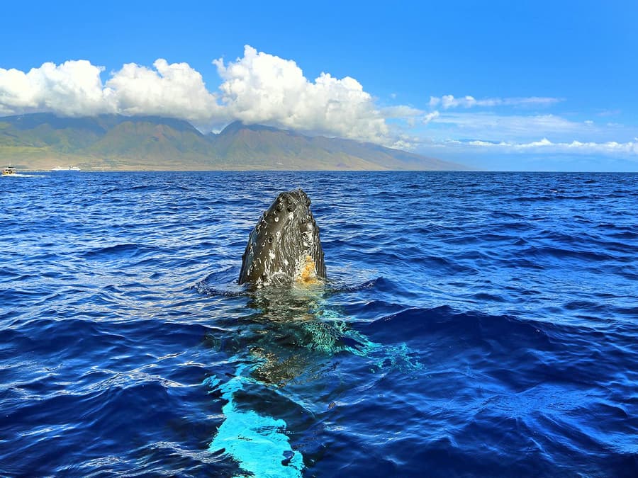 Small-Group Whale Watching Cruise from Maʻalaea Harbor