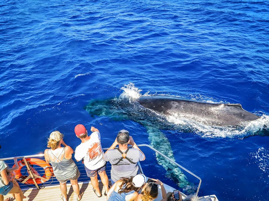 Premium Whale Watching Cruise from Ka’anapali Beach with Open Bar and Snacks