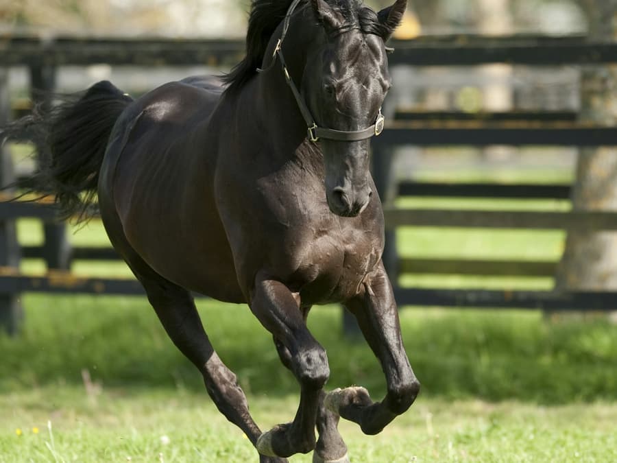 Irish National Stud & Gardens: Entry Ticket