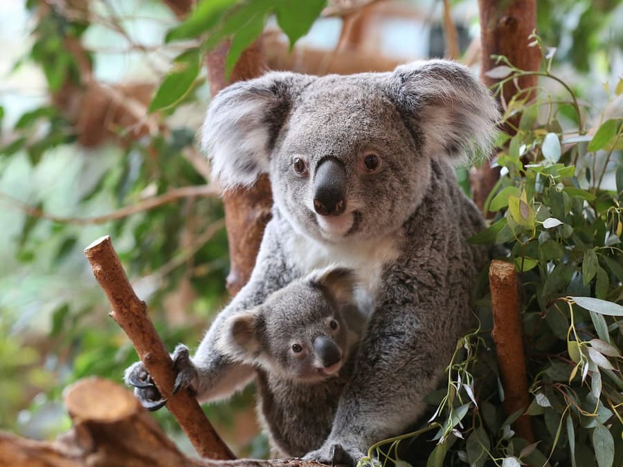 ZooParc de Beauval: Entry Ticket