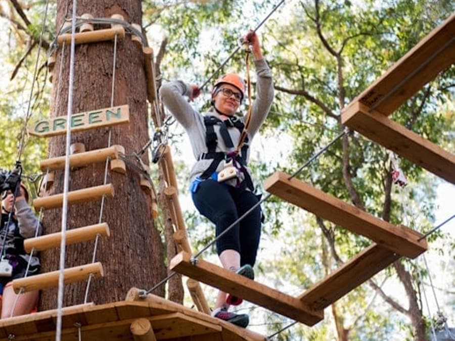 Coffs Harbour: Avventura tra le Cime degli Alberi