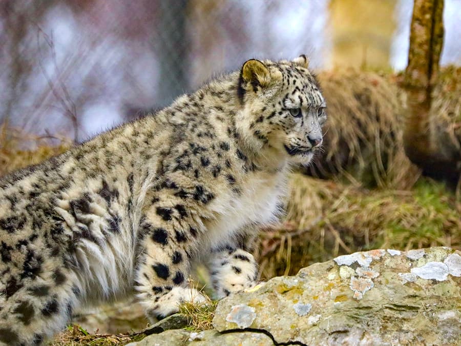 Highland Wildlife Park Entrance Tickets