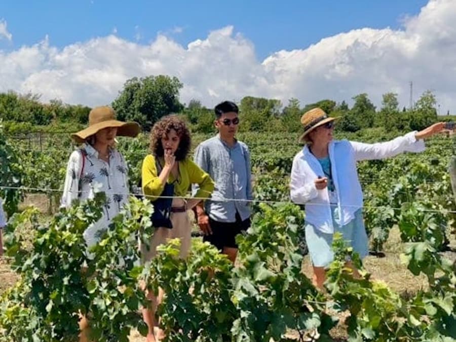 Penedès: Tur ghidat de jumătate de zi din Barcelona + Brunch + Degustare de vinuri