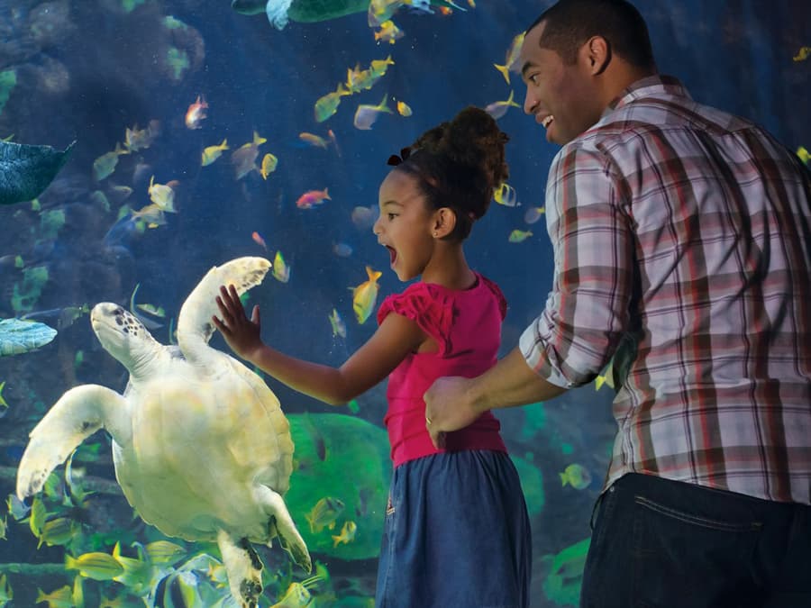 SeaWorld San Diego: Fast Track Ticket