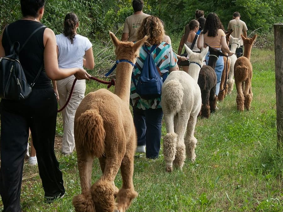 GROW UP - Alpaca del Monviso - Alpaca Farm: Guided Walking Tour