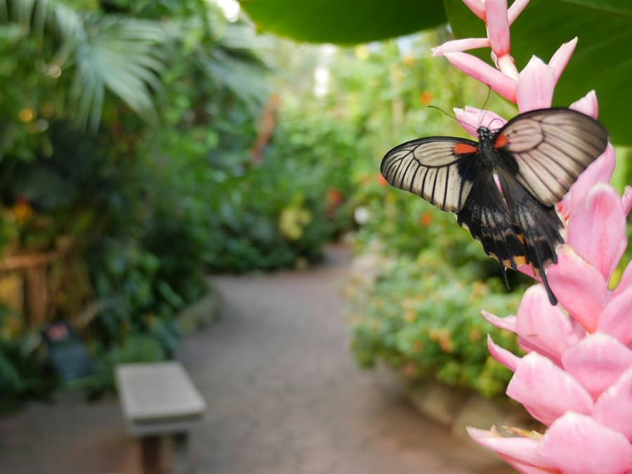 Victoria Butterfly Gardens: Entry Ticket