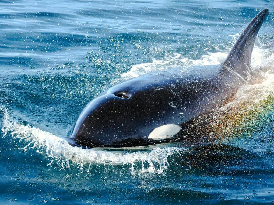Victoria Whale Watching Tour by Zodiac (Open-Air Boat)