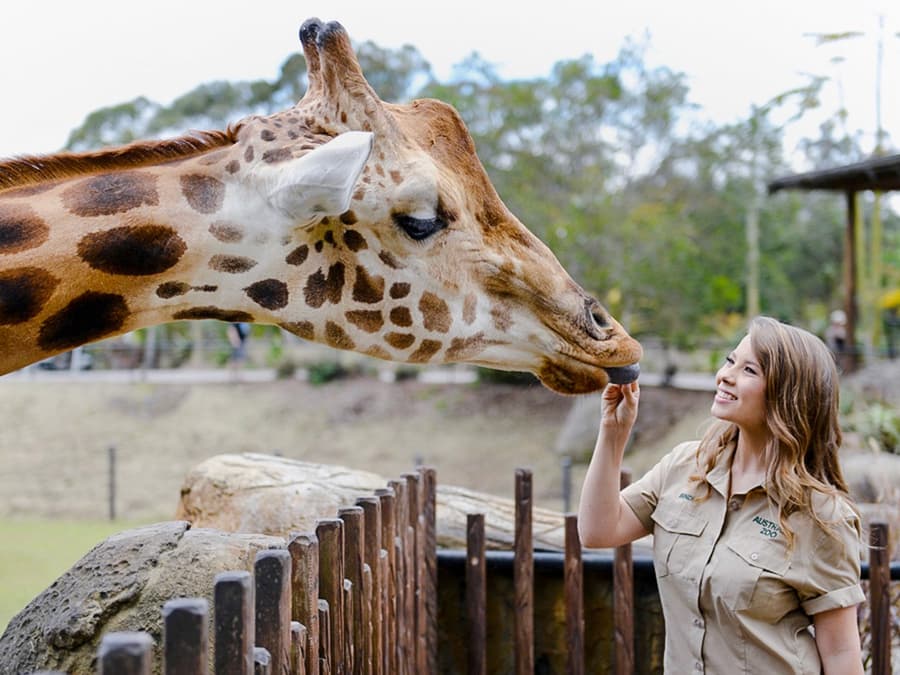 Depuis Brisbane : Tour à l'Australia Zoo, Plage de Mooloolaba & Club de Surf avec déjeuner et boissons