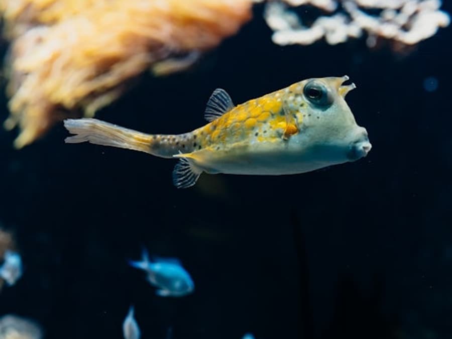 Aquarium du Grand Lyon: Entry Ticket
