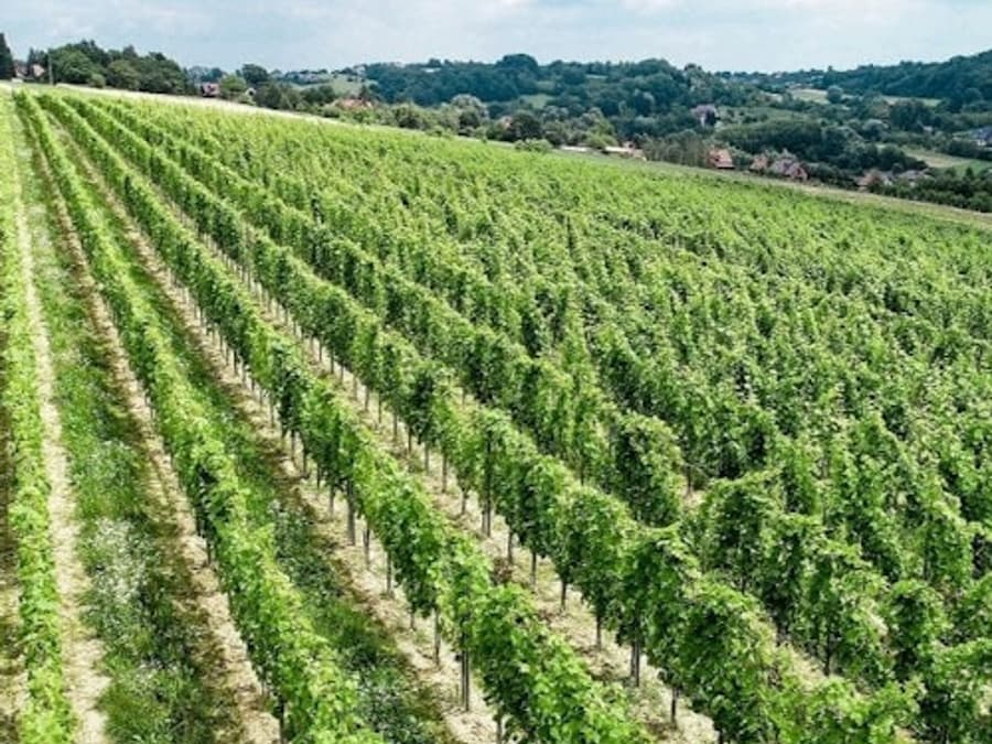Wieliczka: Vineyard Visit and Wine Tasting from Krakow