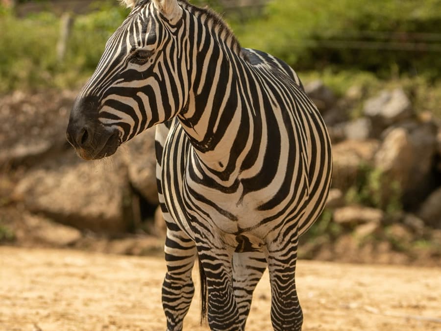 Colchester Zoological Society: Entry Ticket