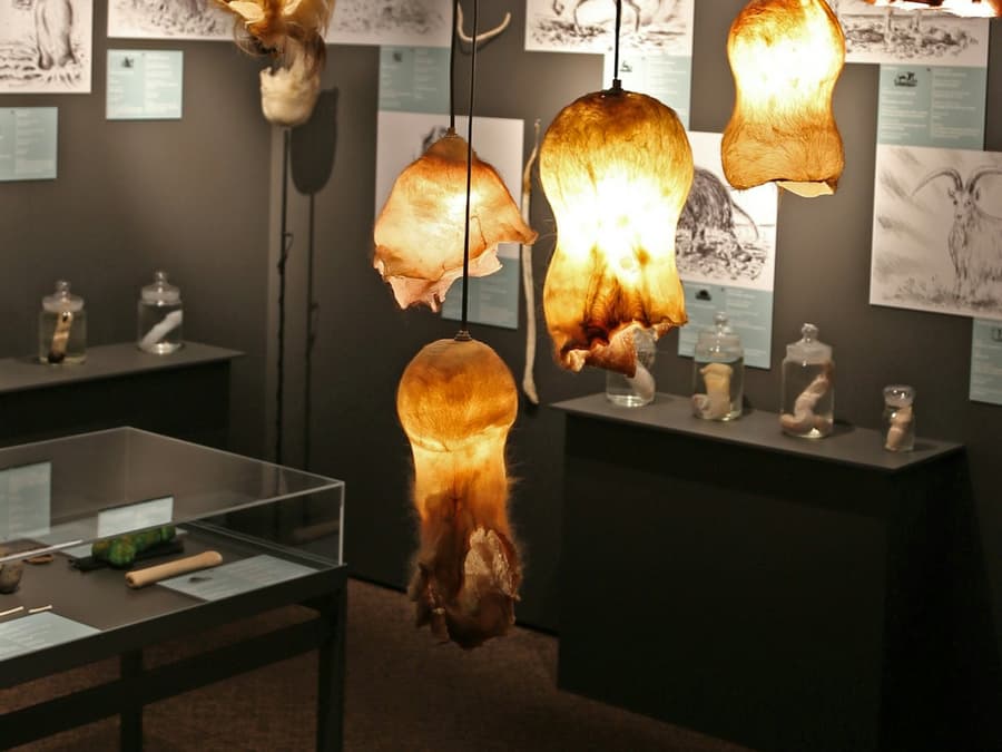 Phallological Museum: Entry Ticket