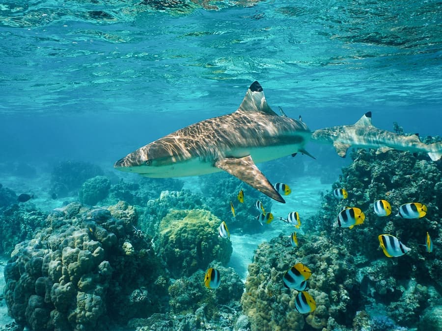 From Phi Phi: Maya Bay Speedboat Tour with Snorkeling