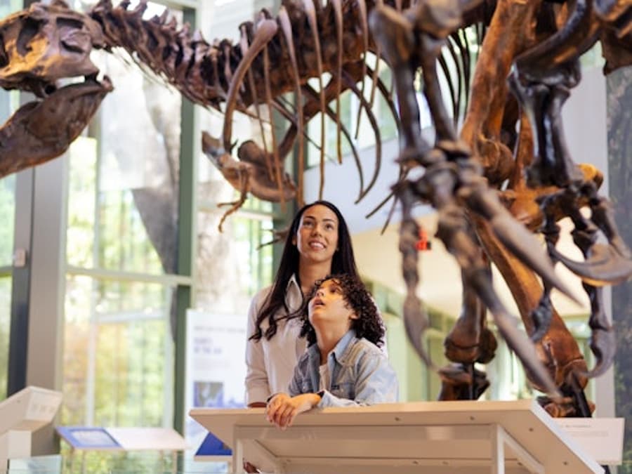 Witte Museum: Entry Ticket