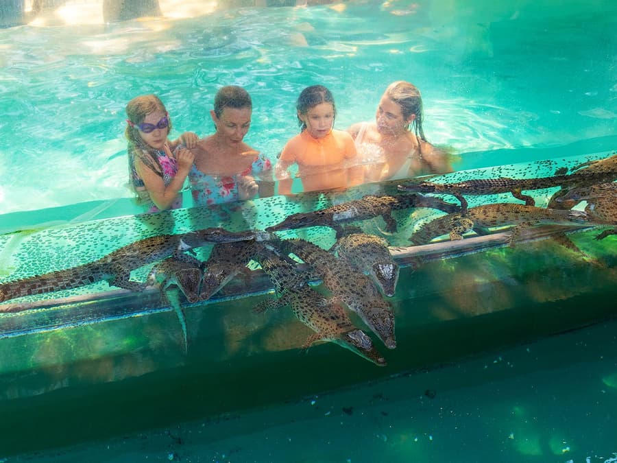 Family Saver Pack: Crocosaurus Cove Tickets