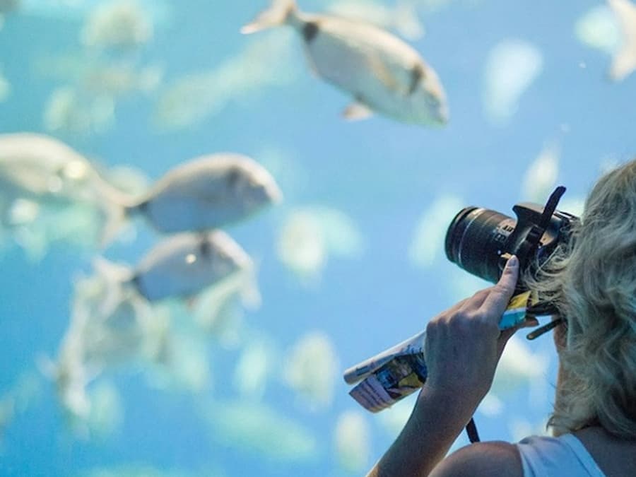 Palma Aquarium: Entry Ticket + Transfer from North