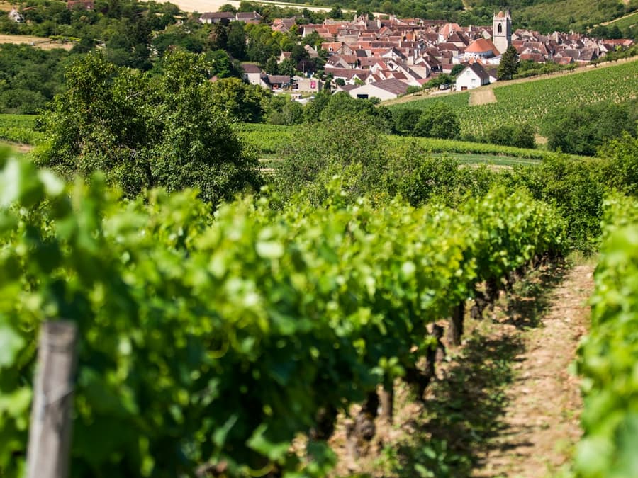 Burgundy: Wine Day Trip from Paris