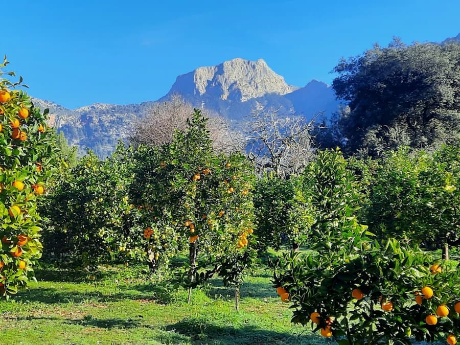Mallorca: Orange Valley & Valldemossa Guided Tour + Transfers