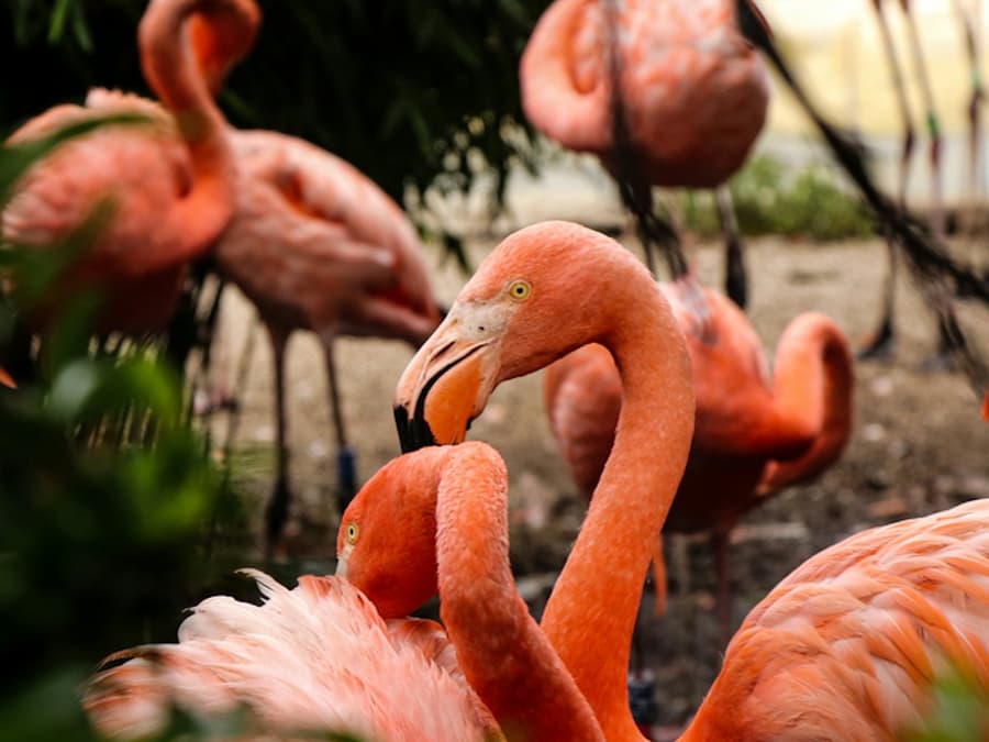 Flamingo Gardens: Skip The Line Ticket