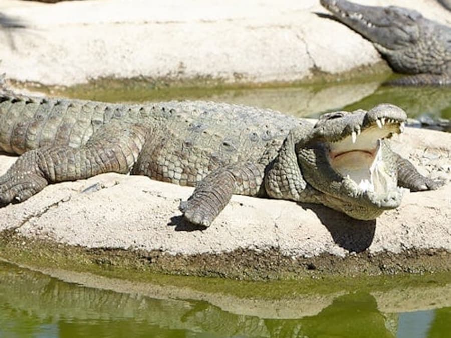 Crocodile Park Torremolinos: Entry Ticket