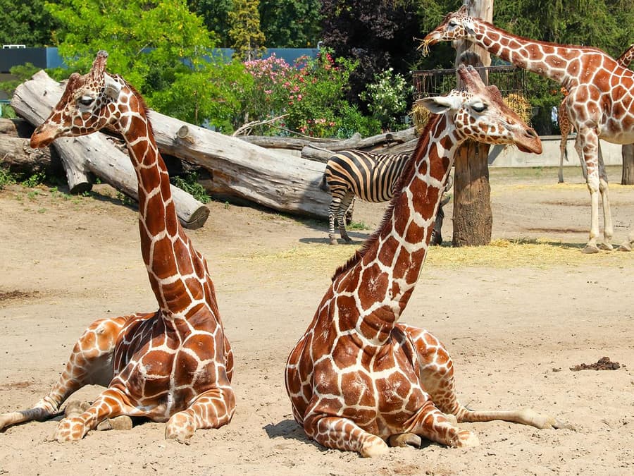 Wroclaw Zoo Skip-the-Line Tickets
