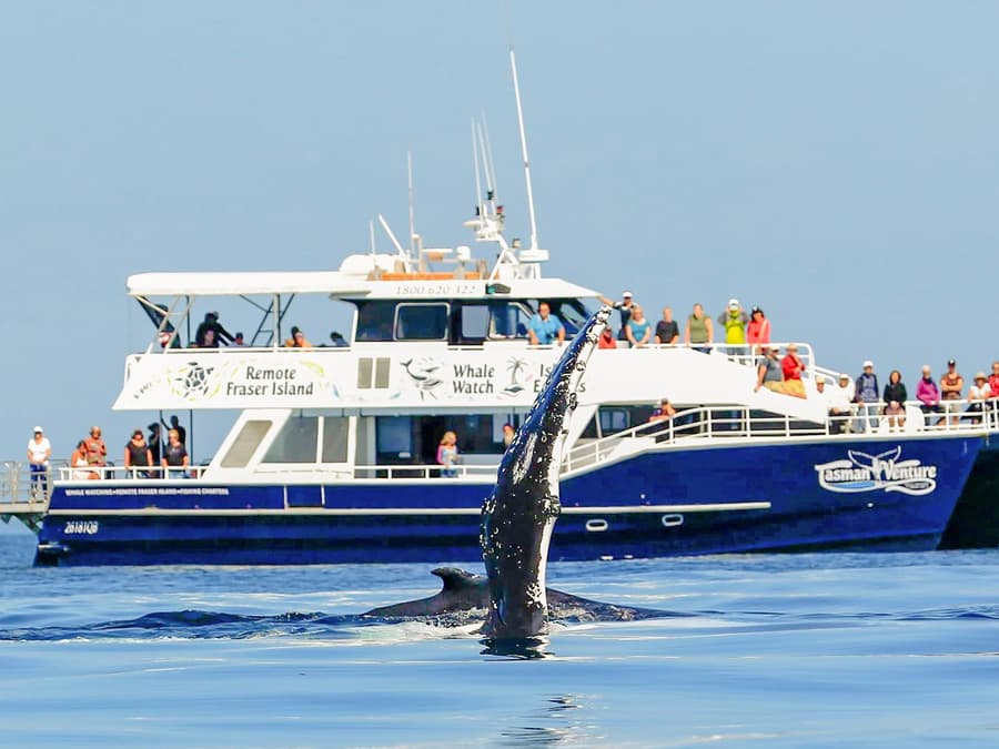 Hervey Bay-ből: Félnapos Bálnales Hajóút