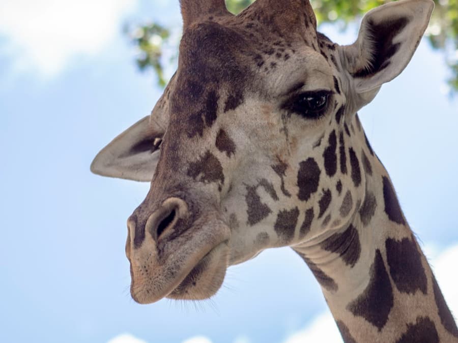Central Florida Zoo & Botanical Gardens: Skip The Line Ticket