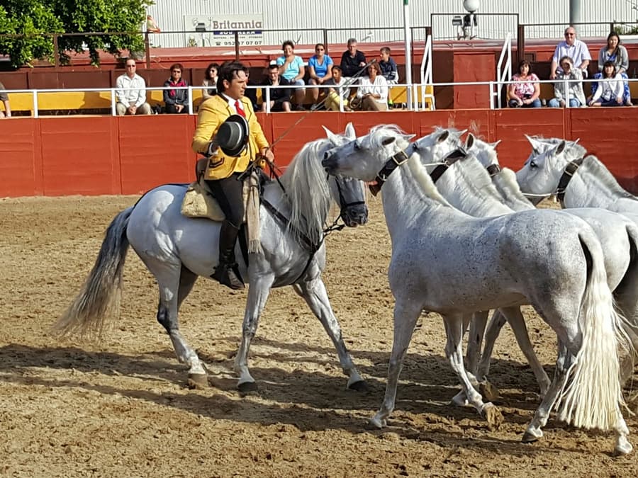 Las Lagunas de Mijas: Evening Equestrian Show + Hotel Transfer