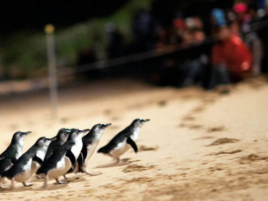 Phillip Island Penguins Express Tour z Melbourne