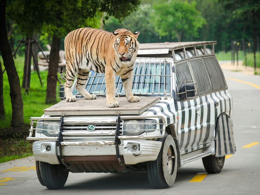 Shanghai Wild Animal Park Tickets