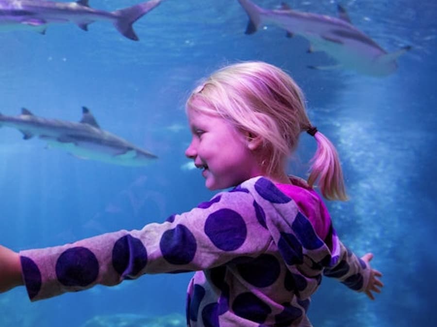 SEA LIFE Oberhausen: Sisäänpääsylippu