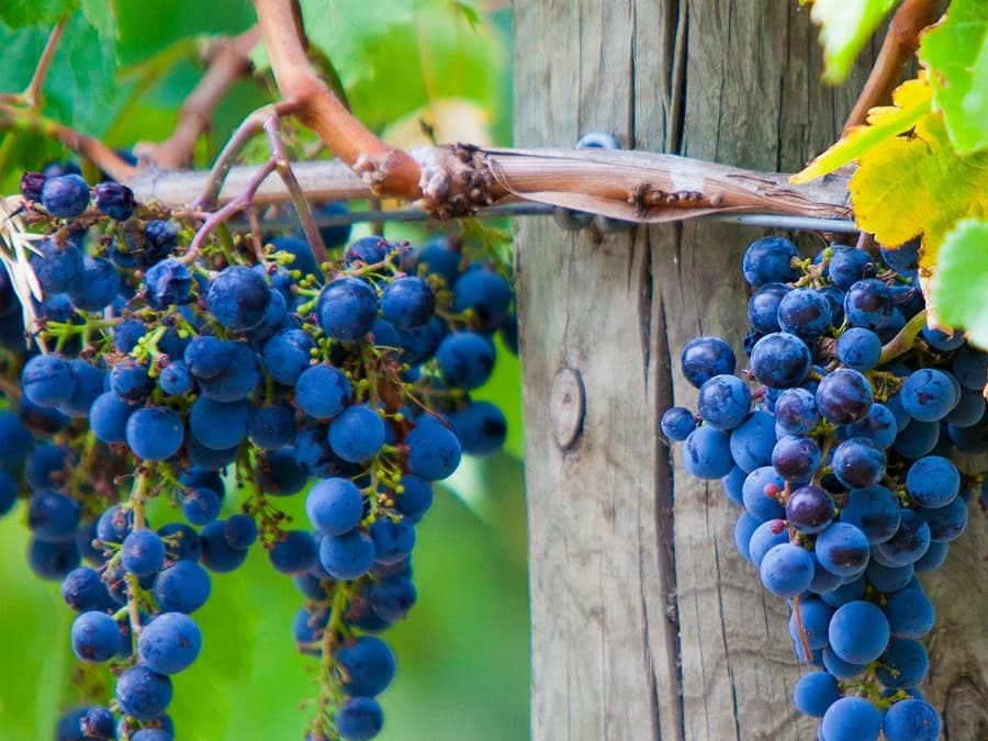 Wine Tour in Mornington Peninsula from Melbourne with Lunch