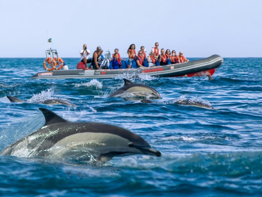 Benagil Caves: Guided RIB Boat Tour from Albufeira + Dolphin Watching