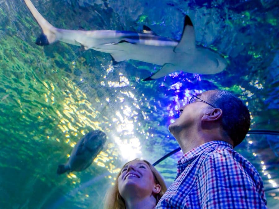SEA LIFE Loch Lomond Standard Admission