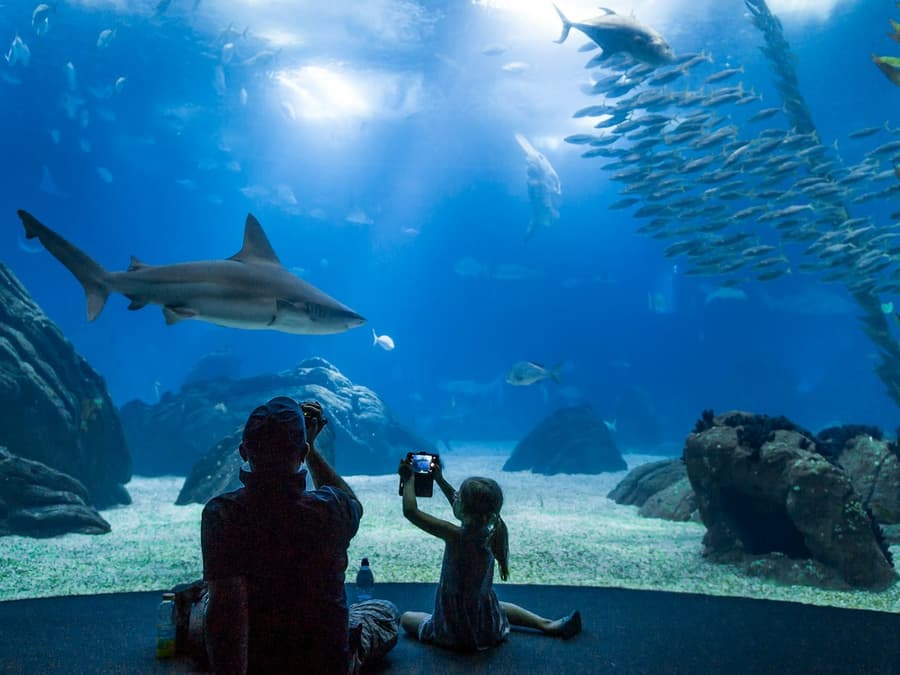 Oceanário de Lisboa & Jerónimos Monastery: Entry Ticket