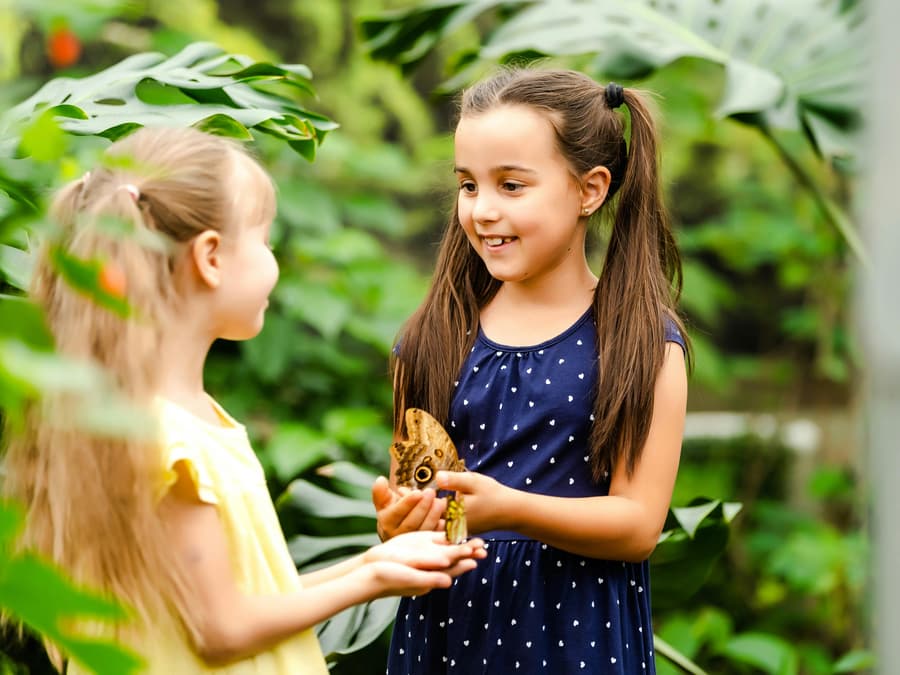 Headout Exclusive: The Butterfly Gardens Abu Dhabi Tickets
